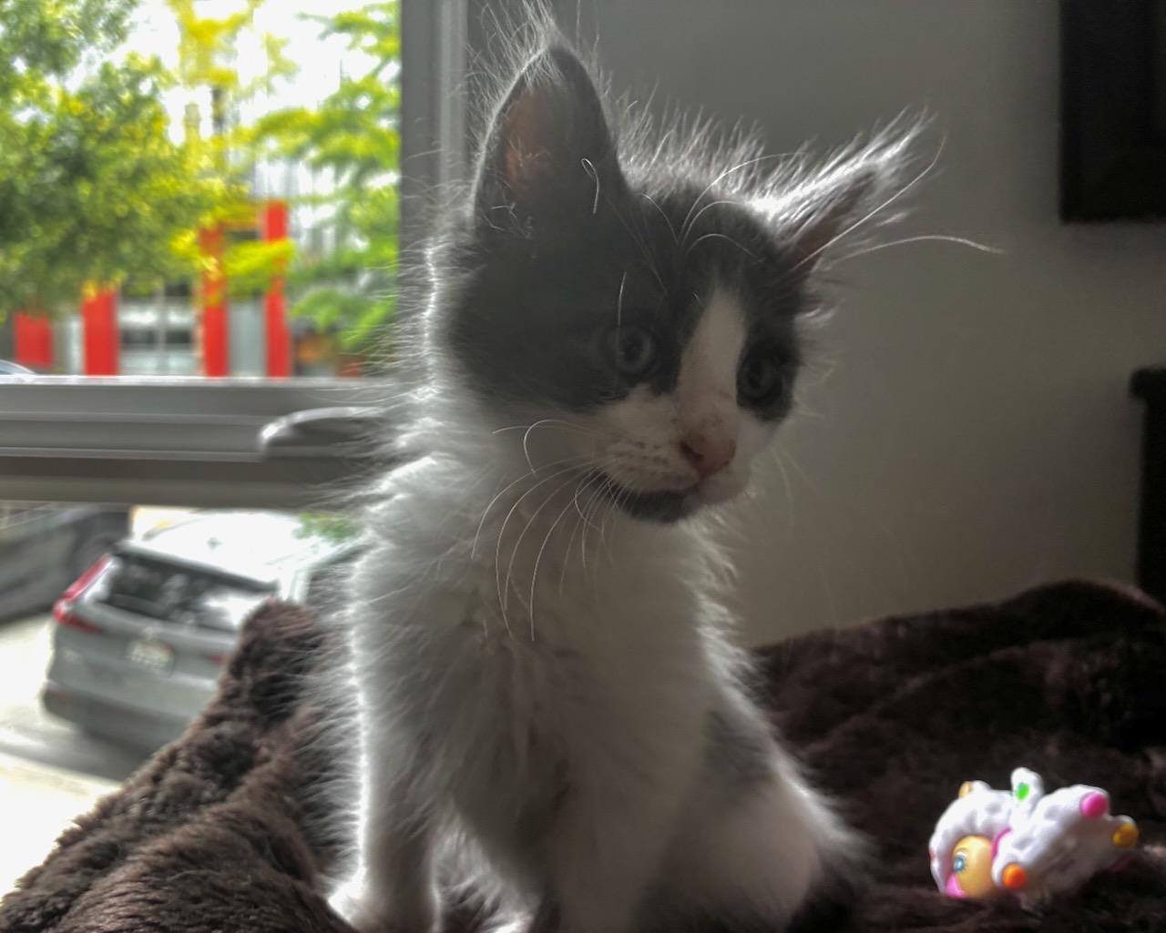 Lewis (bonded with Kali), a Adoptable Domestic Long Hair in San Francisco, CA image 3/5
