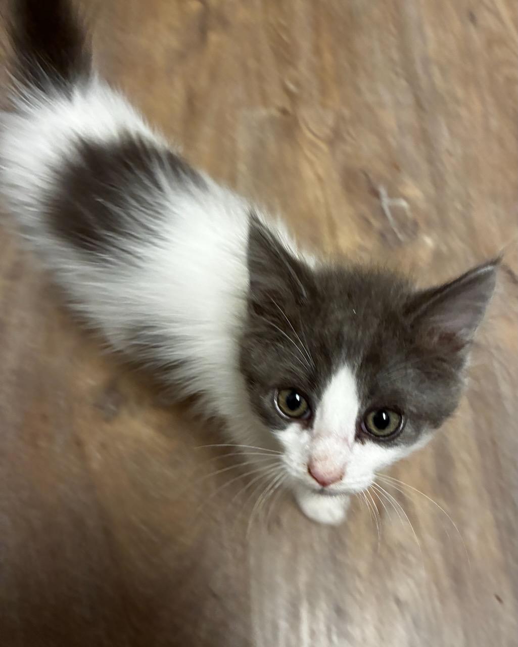 Lewis (bonded with Kali), a Adoptable Domestic Long Hair in San Francisco, CA image 4/5