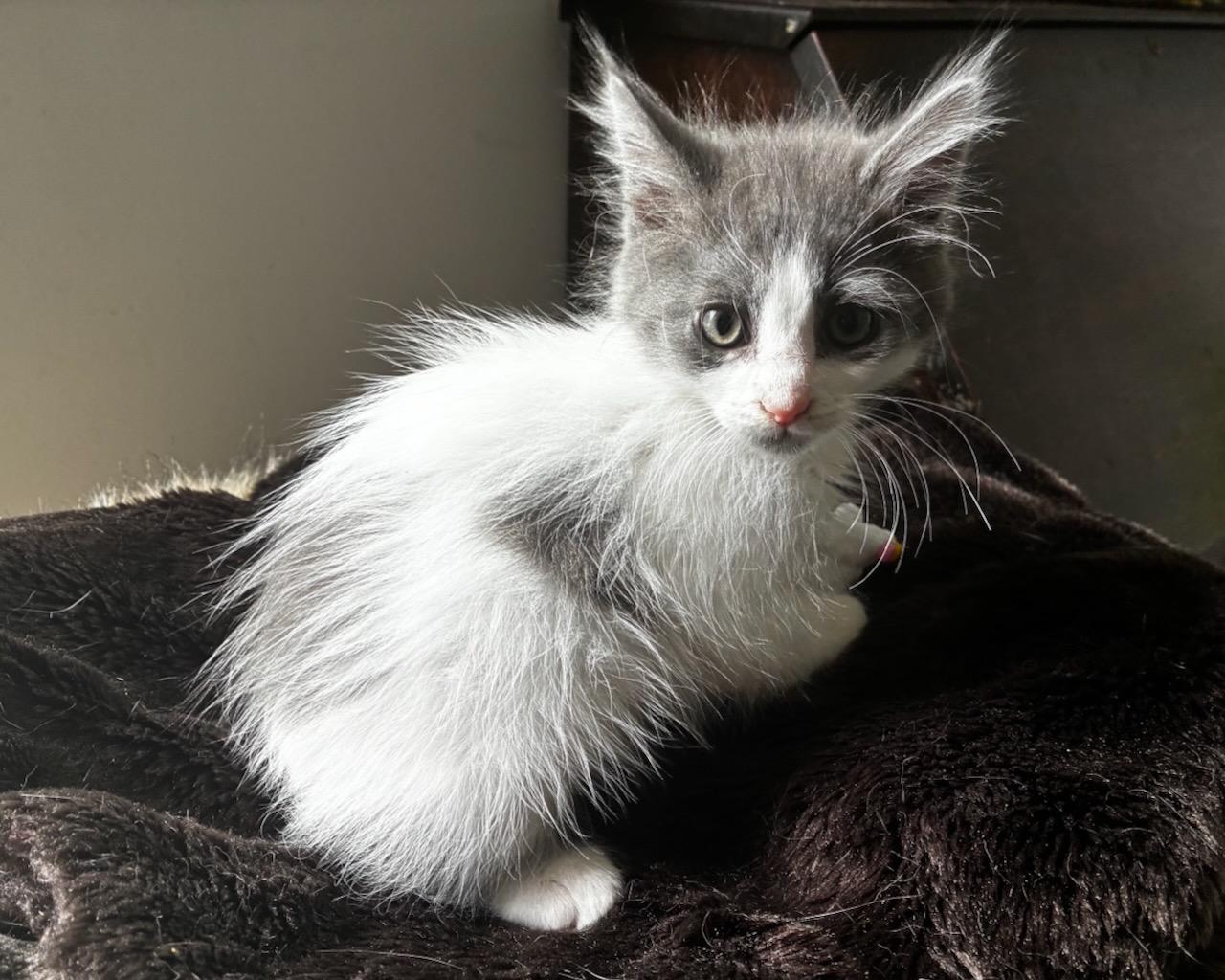 Lewis (bonded with Kali), a Adoptable Domestic Long Hair in San Francisco, CA image 5/5
