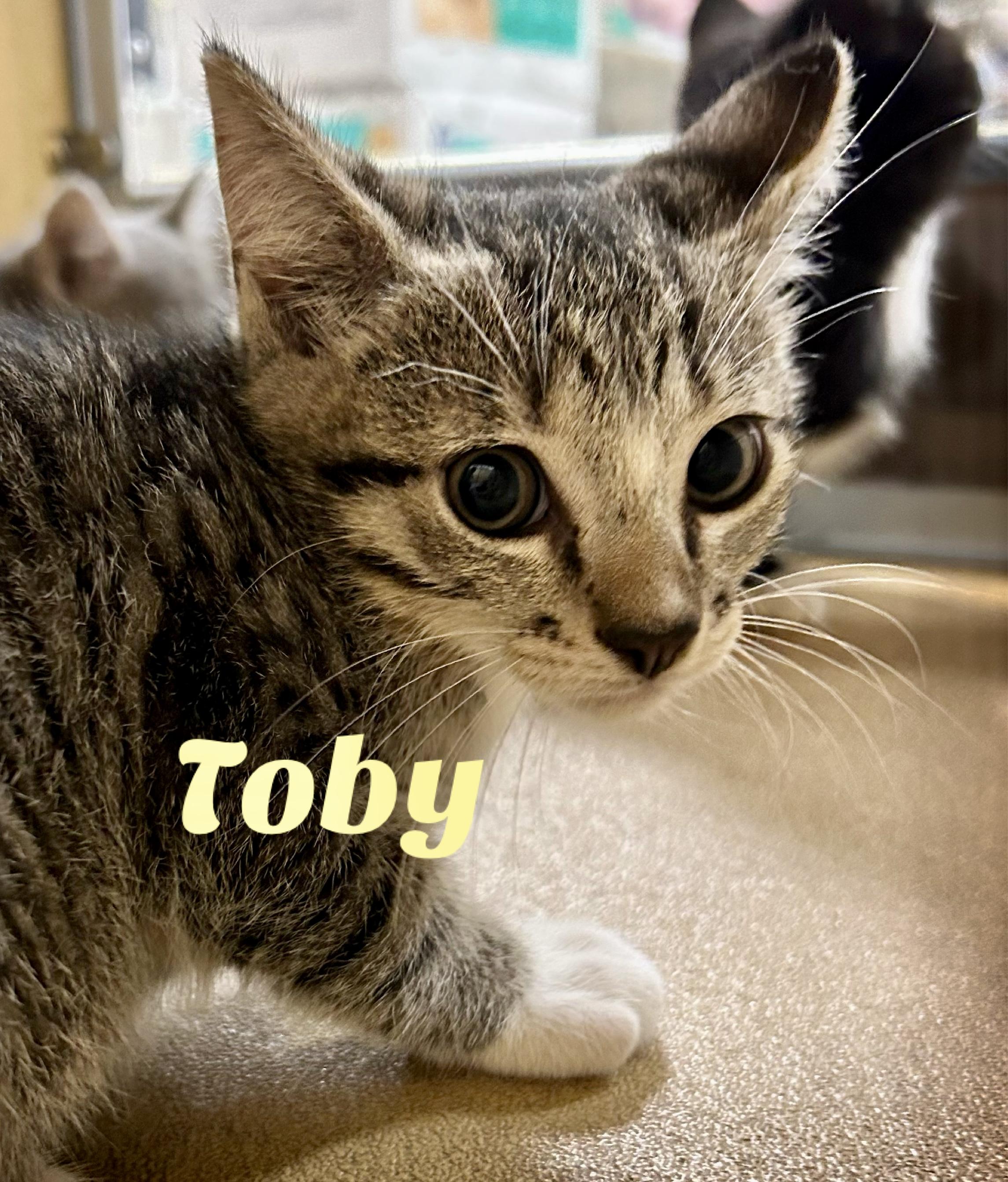 Enlarge Toby, a Adoptable Domestic Short Hair in Owasso, OK image 1/2