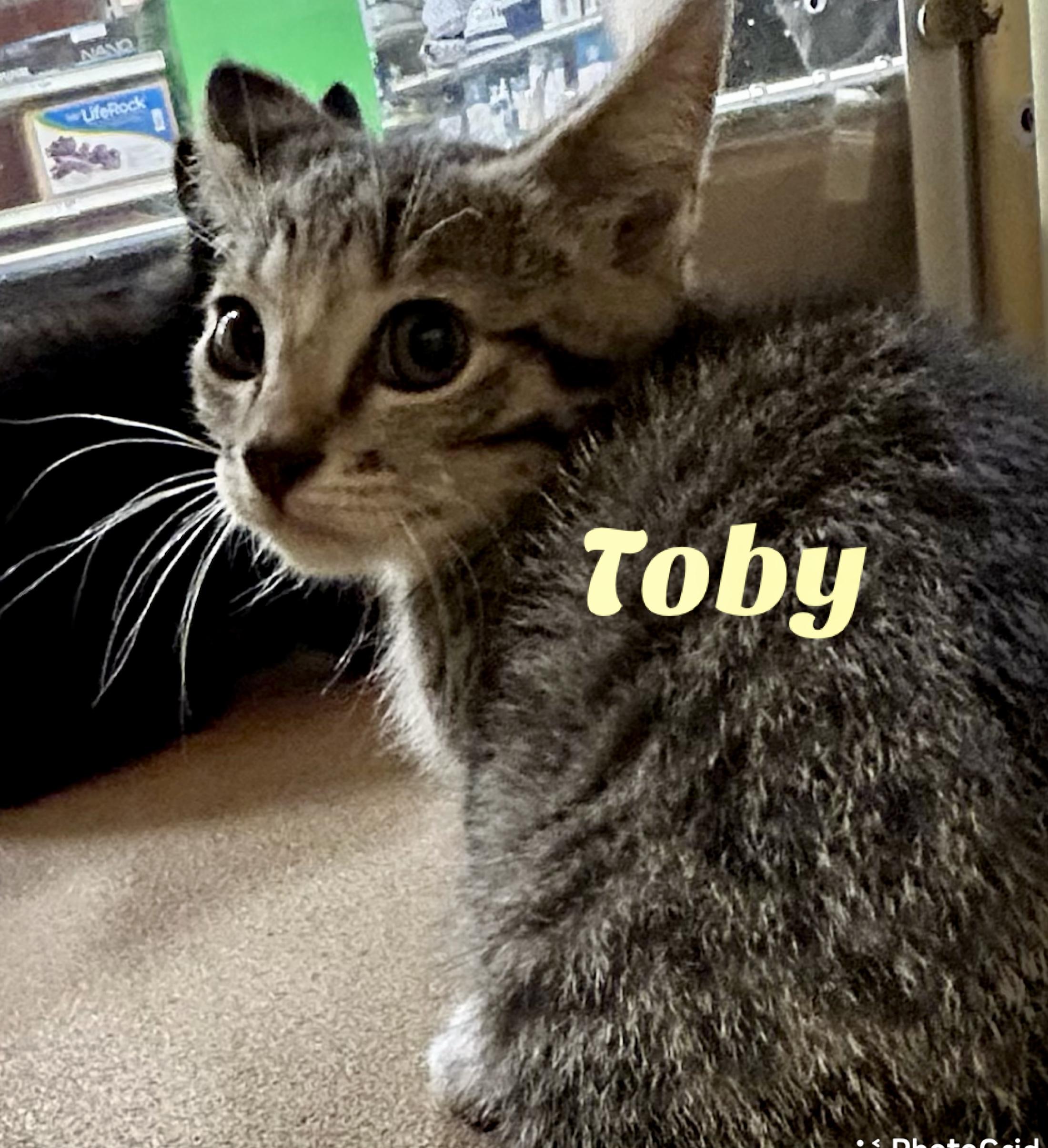 Enlarge Toby, a Adoptable Domestic Short Hair in Owasso, OK image 2/2