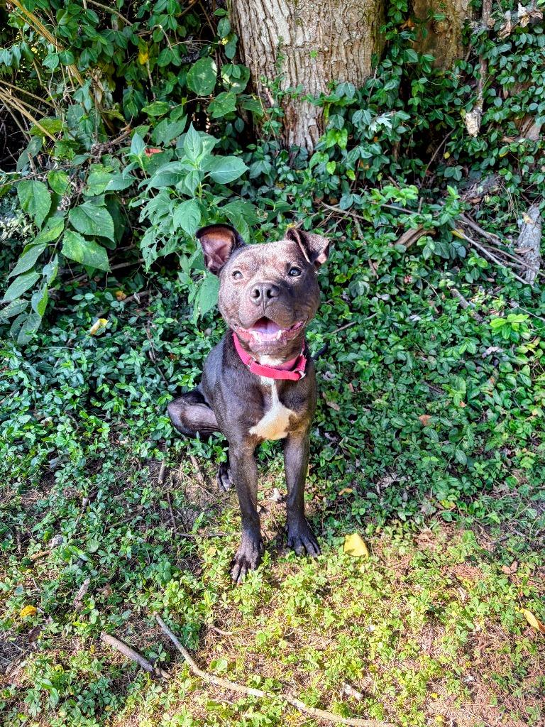 Dee, ADOPTABLE, Young Male Pit Bull Terrier.