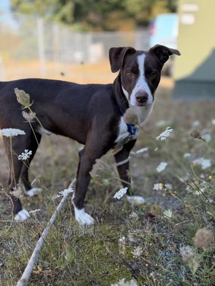 Flynn, Adoptable, Young Male Border Collie & Mixed Breed.