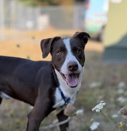 Enlarge Flynn, a Adoptable mixed breed in Burlington, WA image 2/3