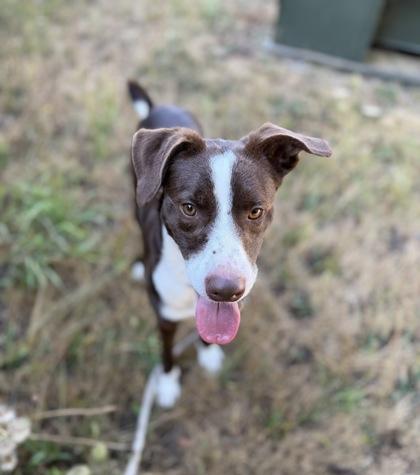 Enlarge Flynn, a Adoptable mixed breed in Burlington, WA image 3/3