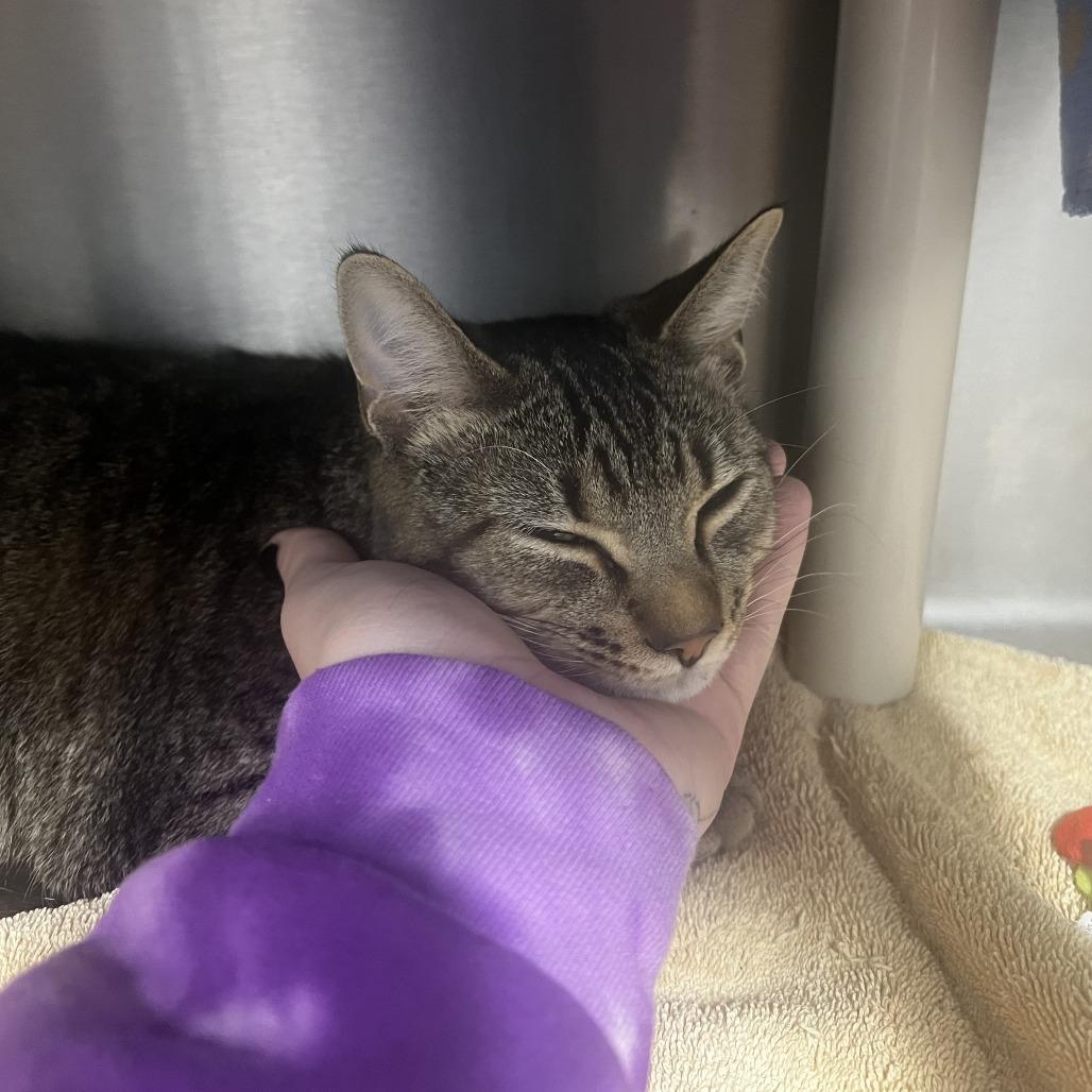 Enlarge Poe Aye, a Adoptable Domestic Short Hair in Fort Wayne, IN image 1/2