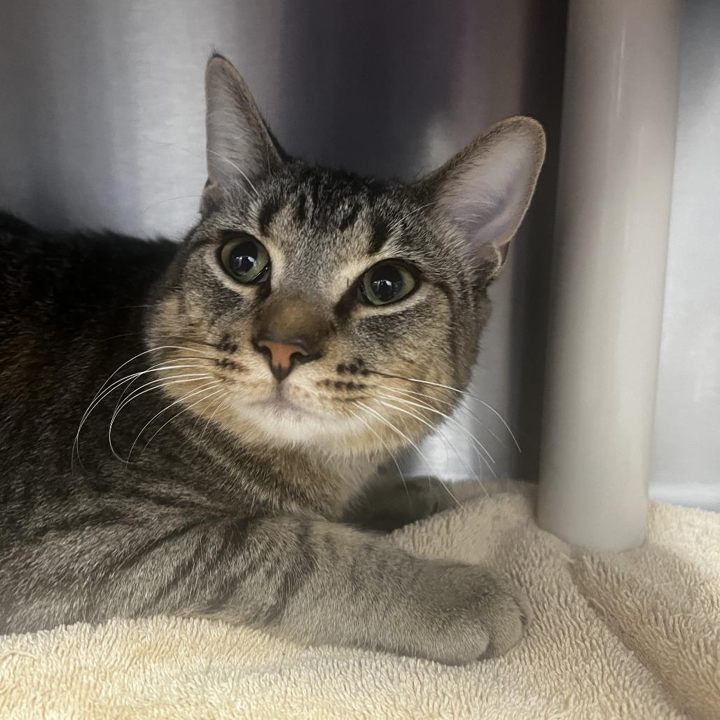 Enlarge Poe Aye, a Adoptable Domestic Short Hair in Fort Wayne, IN image 2/2