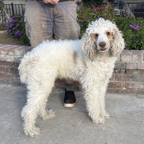 Enlarge Finch, a Adoptable Standard Poodle in Lathrop, CA image 1/2