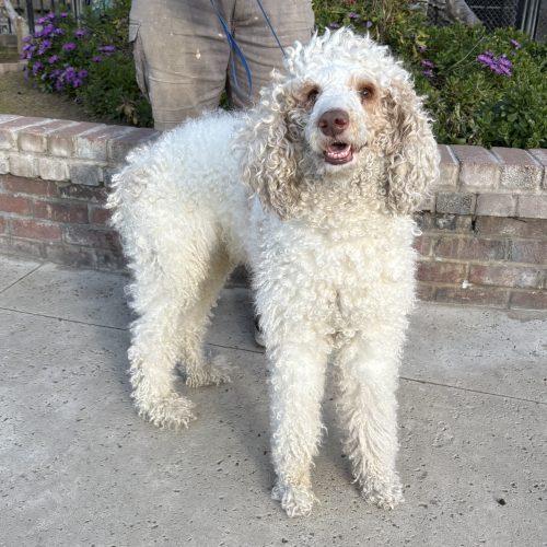 Enlarge Finch, a Adoptable Standard Poodle in Lathrop, CA image 2/2
