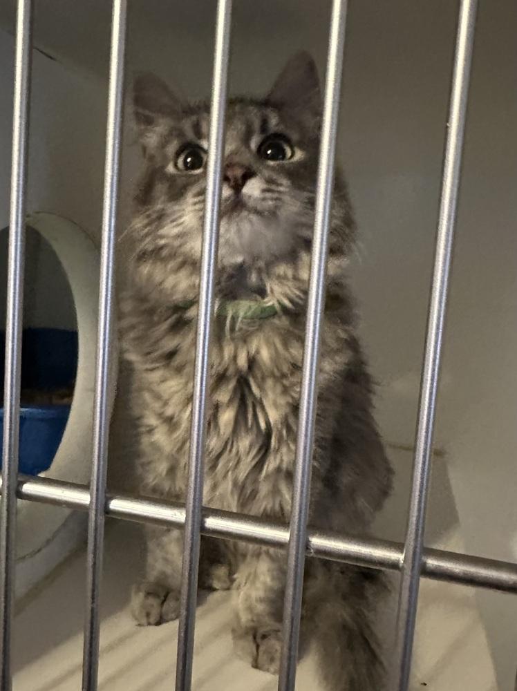 Baxter, Adoptable, Young Male Domestic Medium Hair & Tabby.