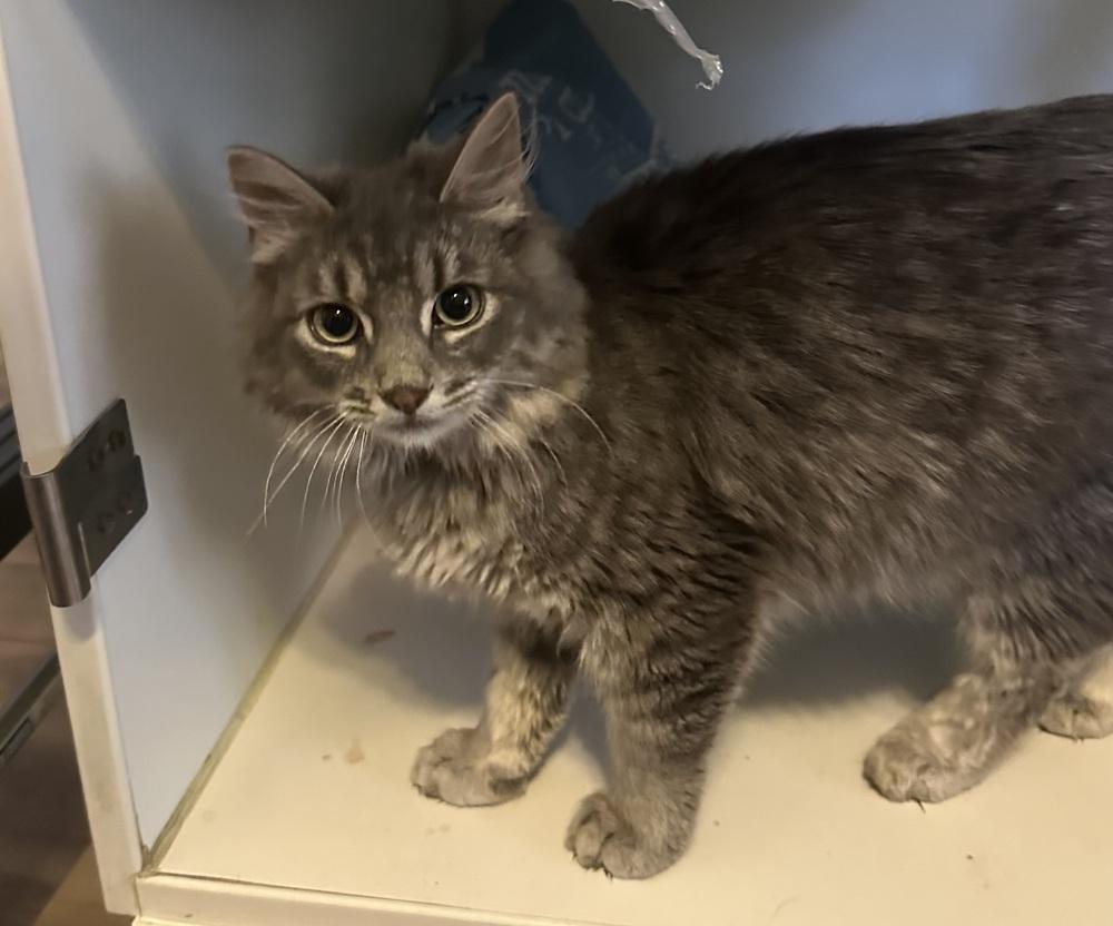 Enlarge Baxter, a Adoptable mixed breed in Emerald Isle, NC image 2/5