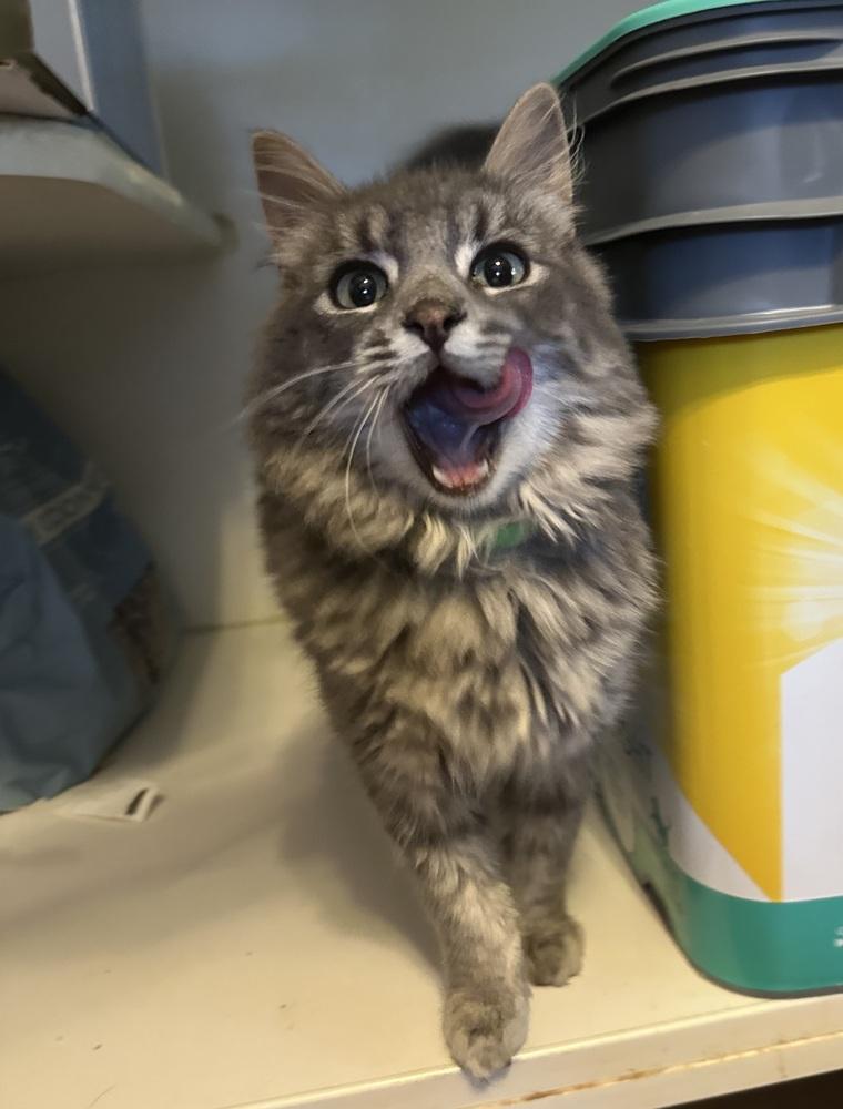 Enlarge Baxter, a Adoptable mixed breed in Emerald Isle, NC image 3/5