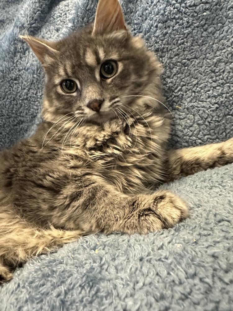 Enlarge Baxter, a Adoptable mixed breed in Emerald Isle, NC image 4/5