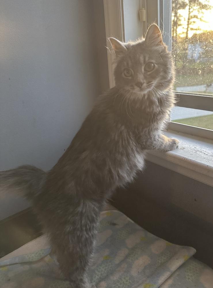 Enlarge Baxter, a Adoptable mixed breed in Emerald Isle, NC image 5/5