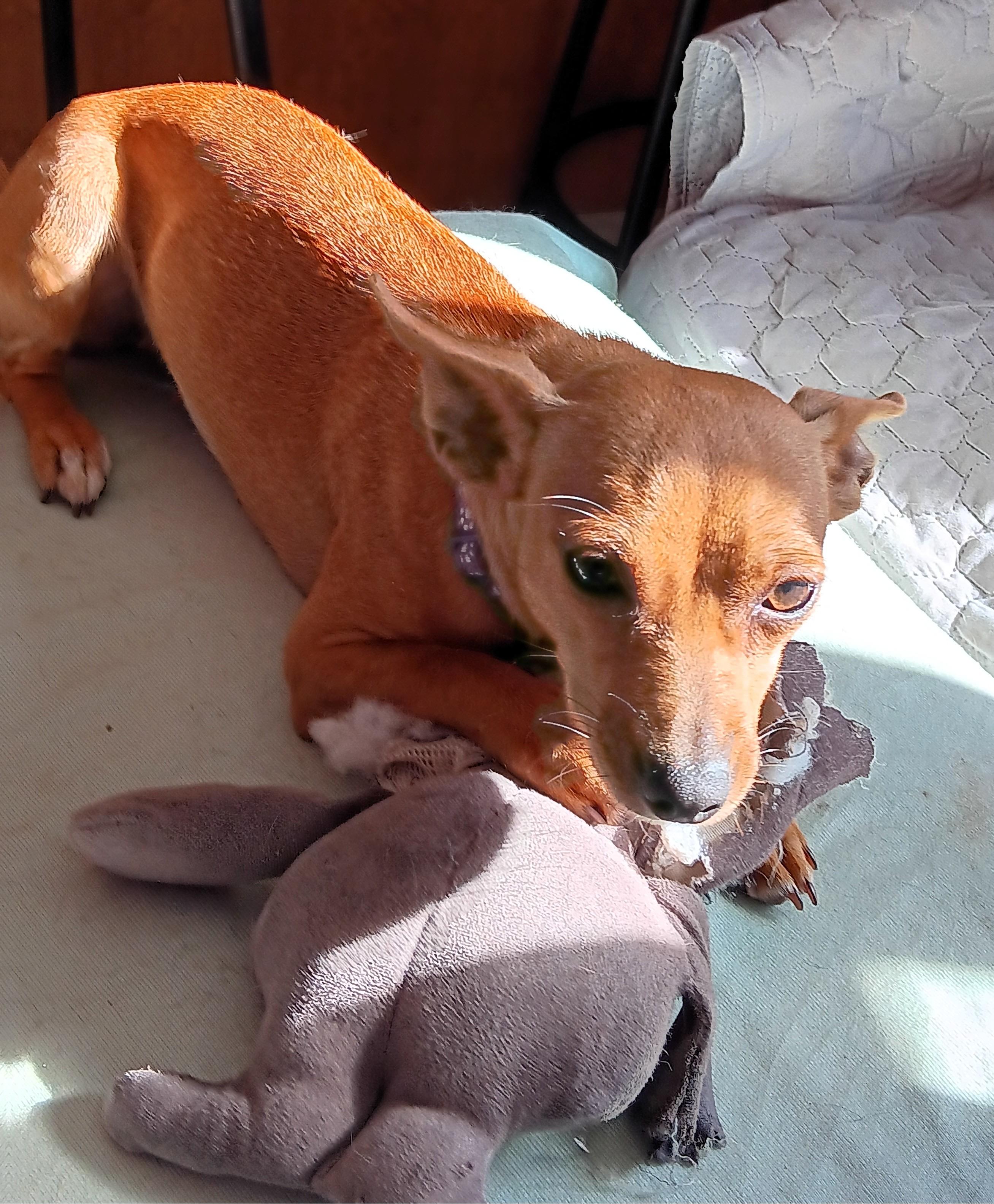 Enlarge Candy *Adopted!*, a Adoptable mixed breed in Toronto, ON image 2/6