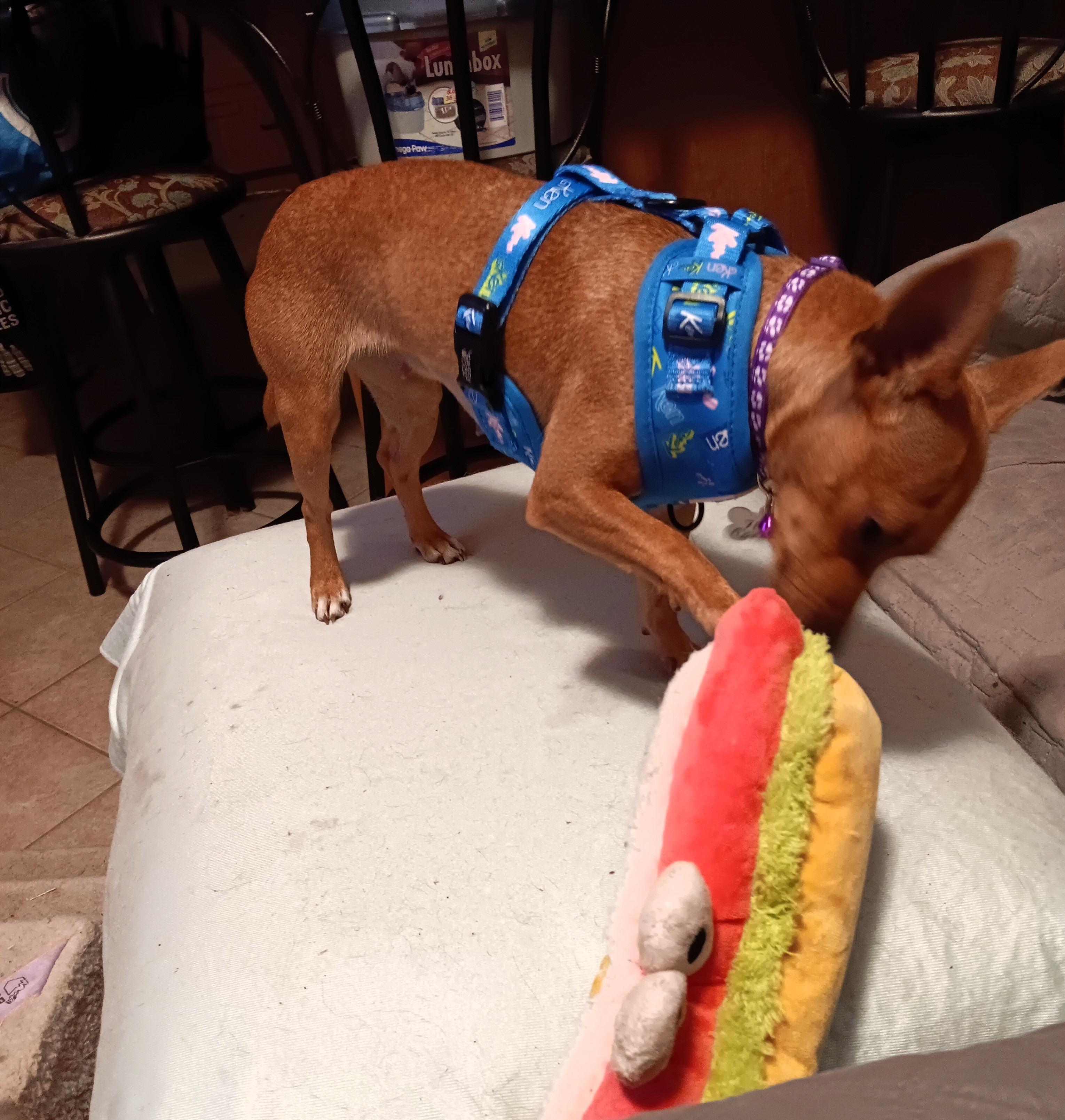 Enlarge Candy *Adopted!*, a Adoptable mixed breed in Toronto, ON image 3/6