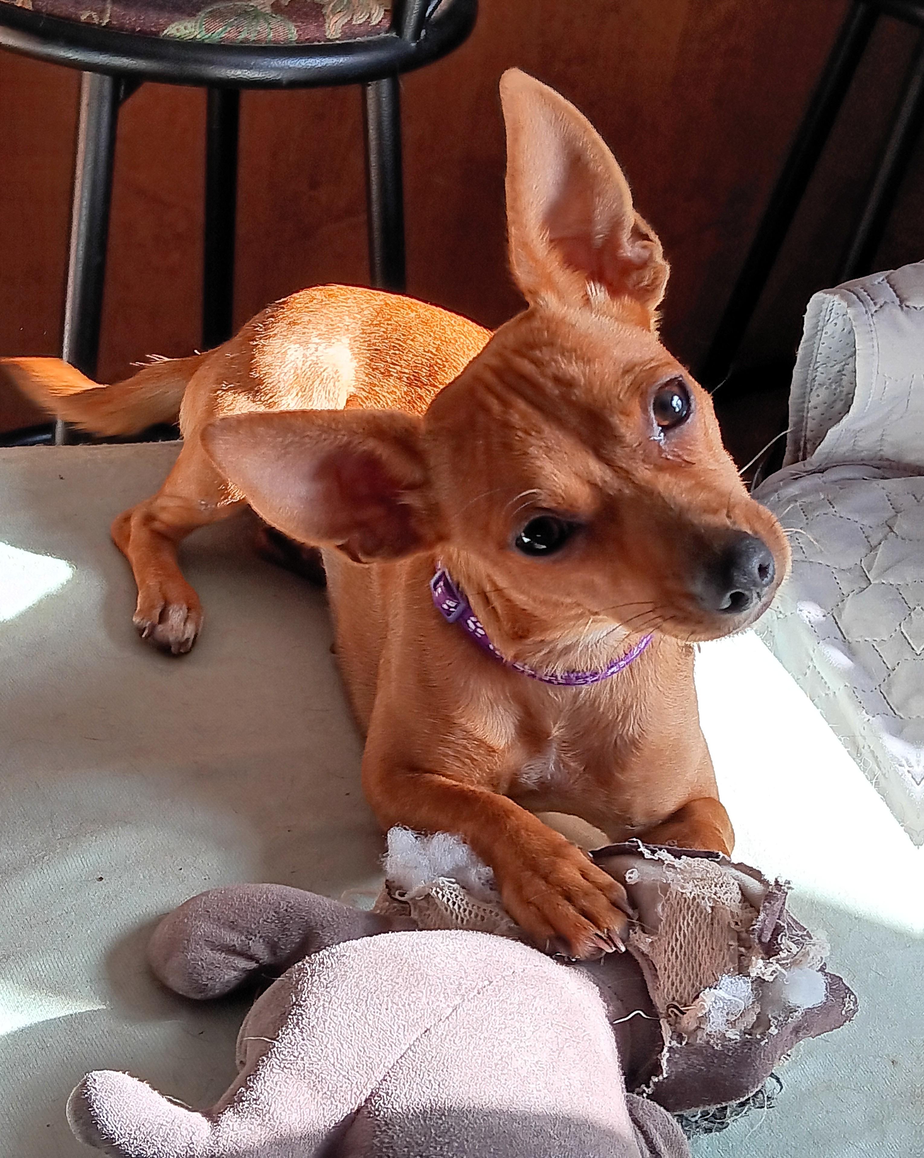 Candy *Adopted!*, Adoptable, Young Female Chihuahua.