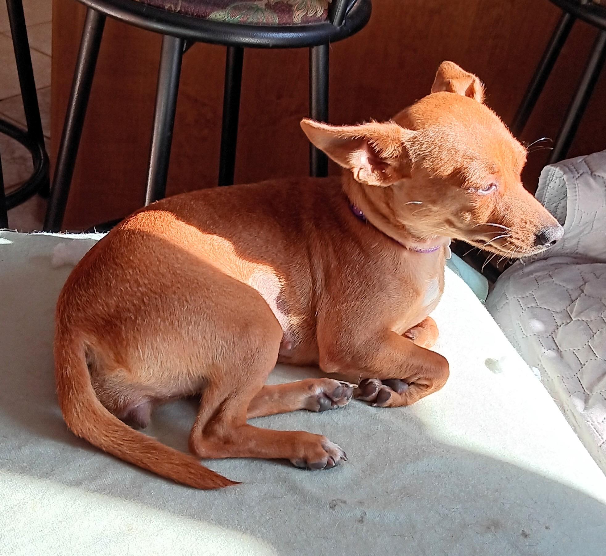 Enlarge Candy *Adopted!*, a Adoptable mixed breed in Toronto, ON image 4/6