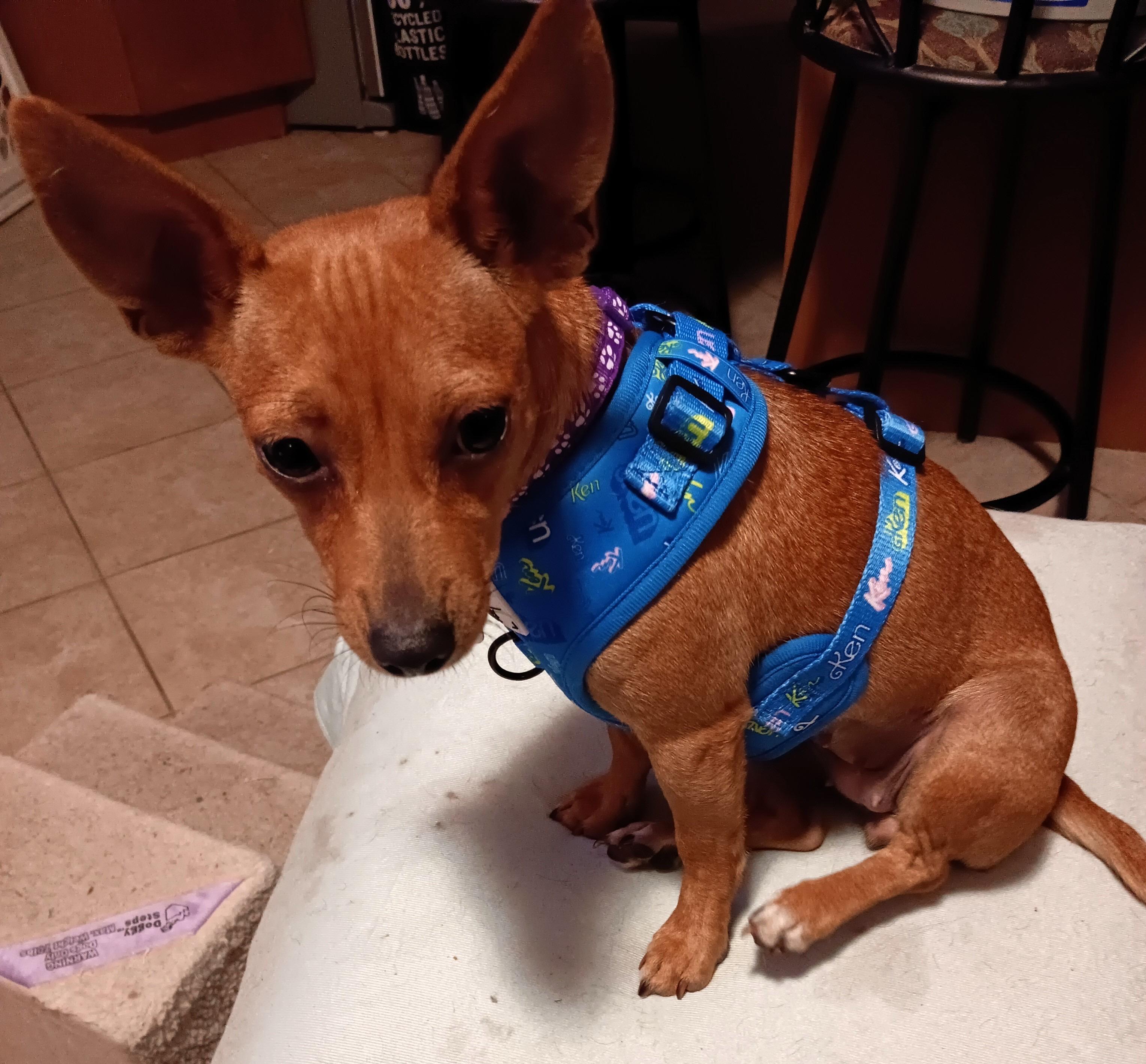 Enlarge Candy *Adopted!*, a Adoptable mixed breed in Toronto, ON image 5/6