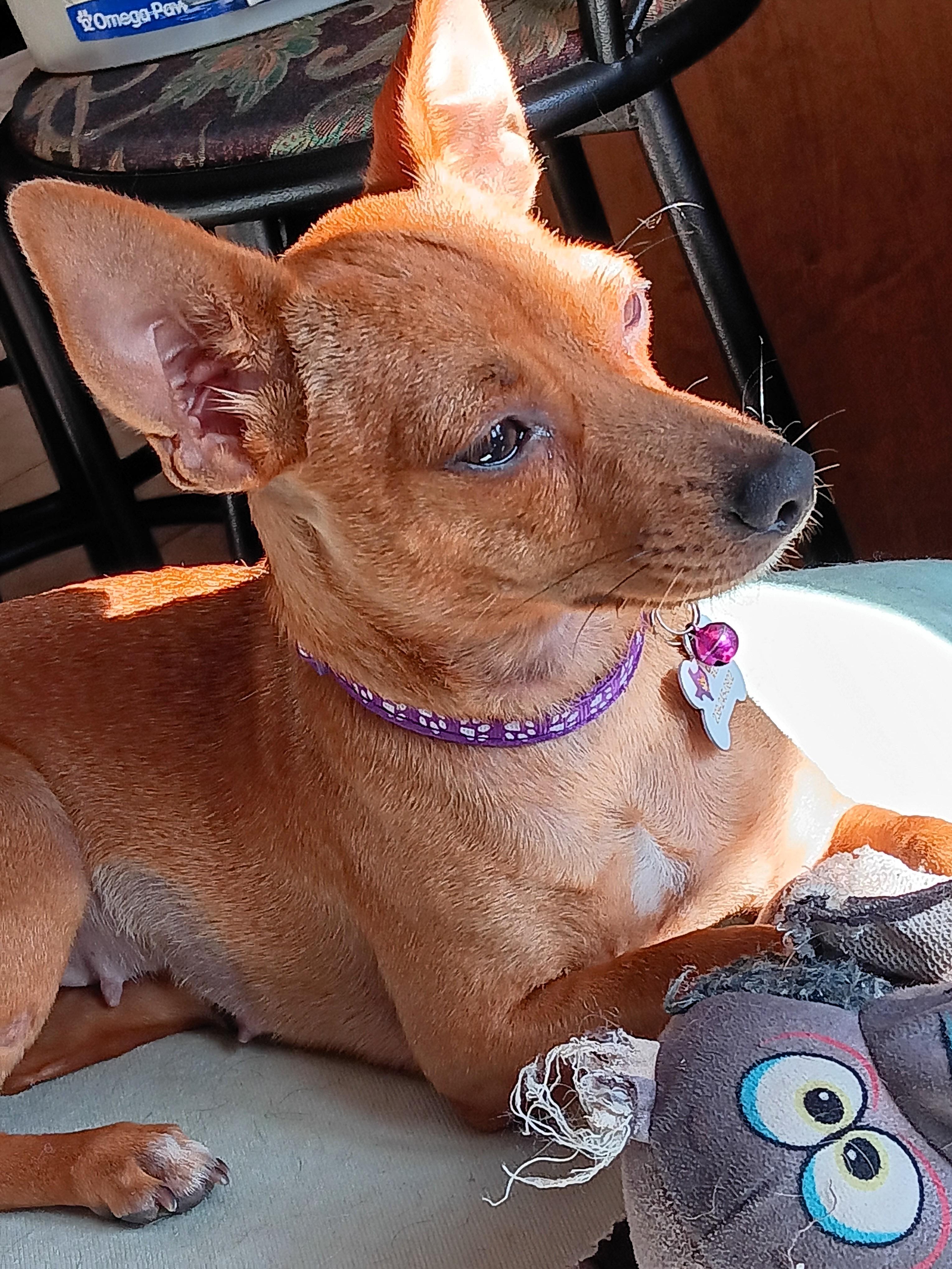 Enlarge Candy *Adopted!*, a Adoptable mixed breed in Toronto, ON image 6/6