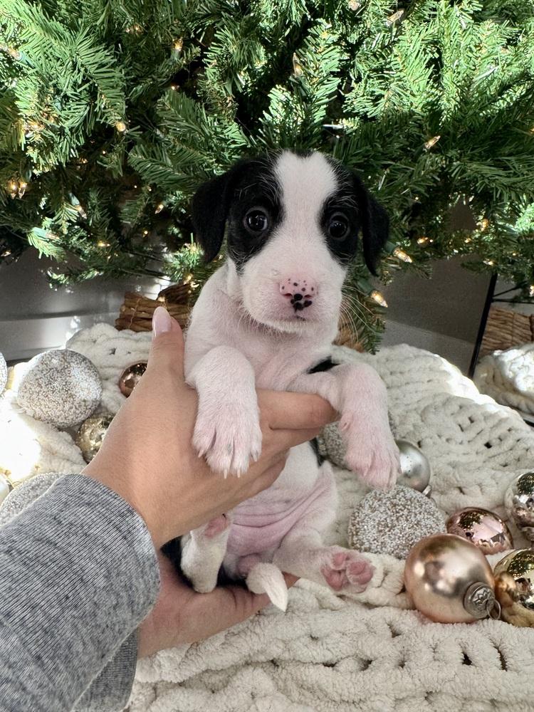 Heidi, Adoptable, Puppy Female German Wirehaired Pointer & Mixed Breed.