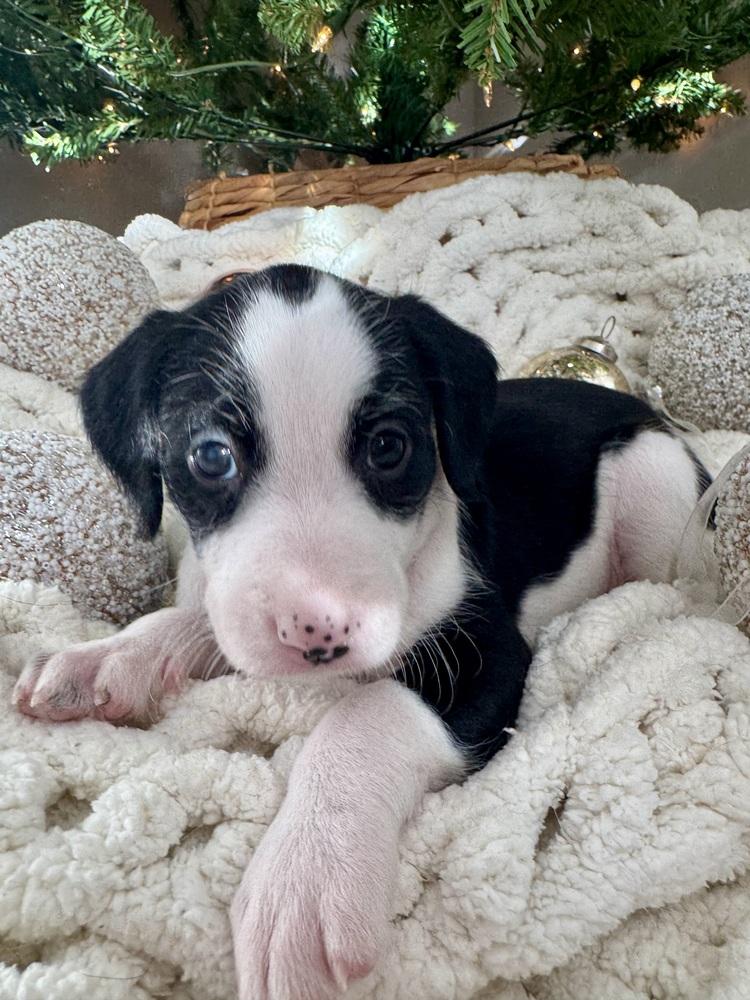 Enlarge Heidi, a Adoptable mixed breed in Middletown, CT image 2/6