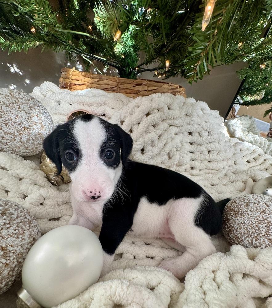 Enlarge Heidi, a Adoptable mixed breed in Middletown, CT image 3/6