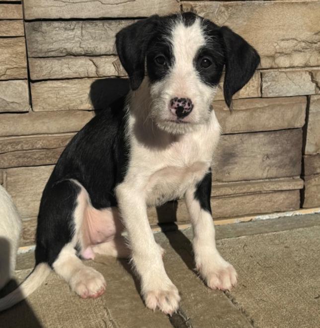 Enlarge Heidi, a Adoptable mixed breed in Middletown, CT image 1/6