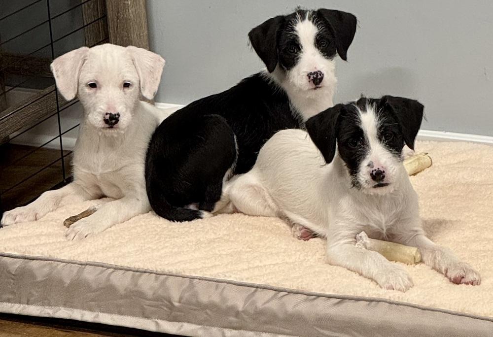 Enlarge Heidi, a Adoptable mixed breed in Middletown, CT image 2/6