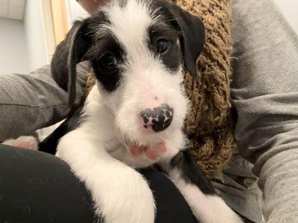 Enlarge Heidi, a Adoptable mixed breed in Middletown, CT image 2/6