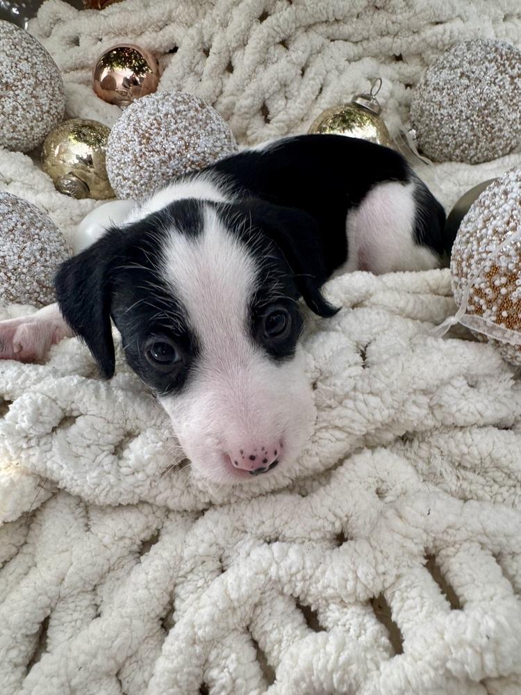 Enlarge Heidi, a Adoptable mixed breed in Middletown, CT image 4/6