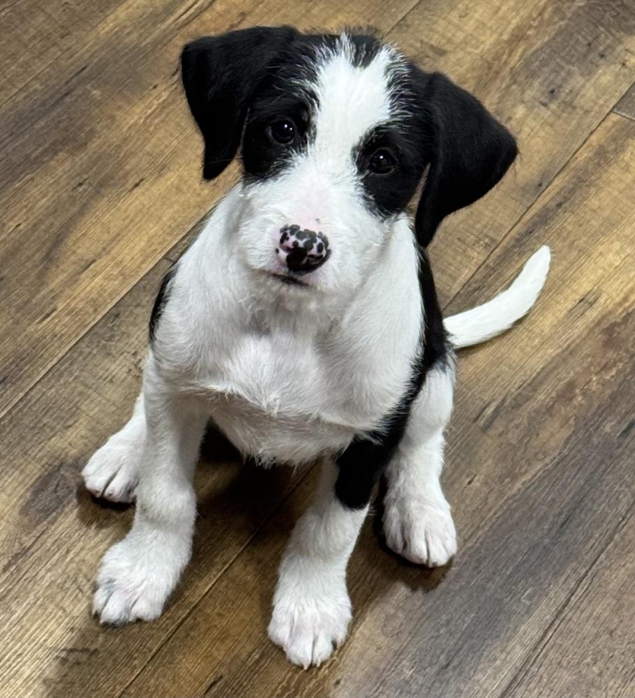 Enlarge Heidi, a Adoptable mixed breed in Middletown, CT image 3/6