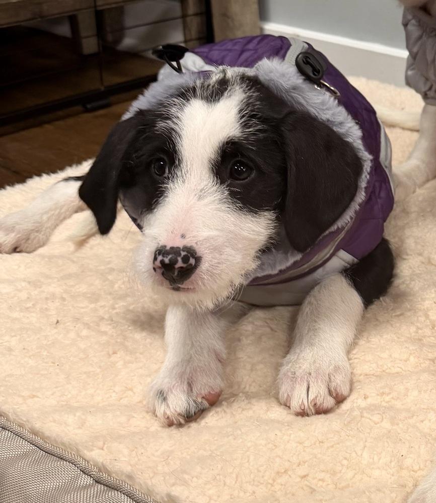 Enlarge Heidi, a Adoptable mixed breed in Middletown, CT image 5/6