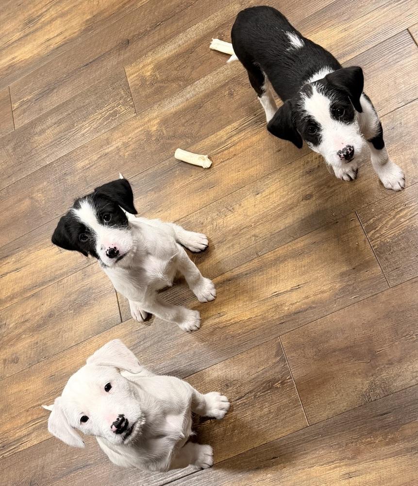 Enlarge Heidi, a Adoptable mixed breed in Middletown, CT image 4/6