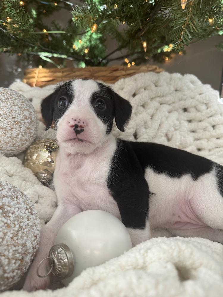 Enlarge Heidi, a Adoptable mixed breed in Middletown, CT image 5/6