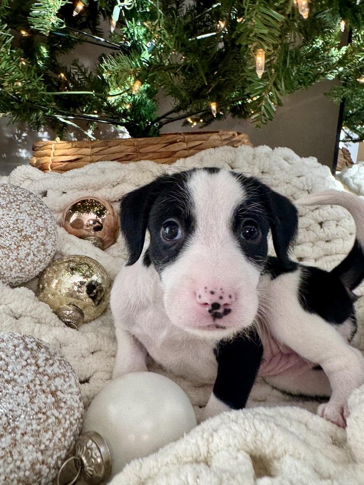 Enlarge Heidi, a Adoptable mixed breed in Middletown, CT image 6/6