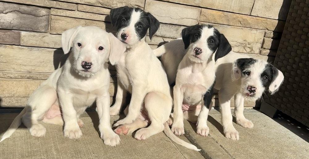 Enlarge Heidi, a Adoptable mixed breed in Middletown, CT image 6/6