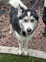 Hyundai, Adoptable, Adult Male Siberian Husky.