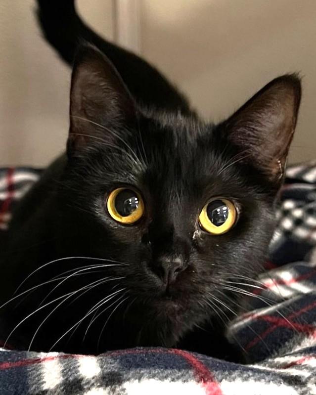 Zelda, Young Female Domestic Short Hair