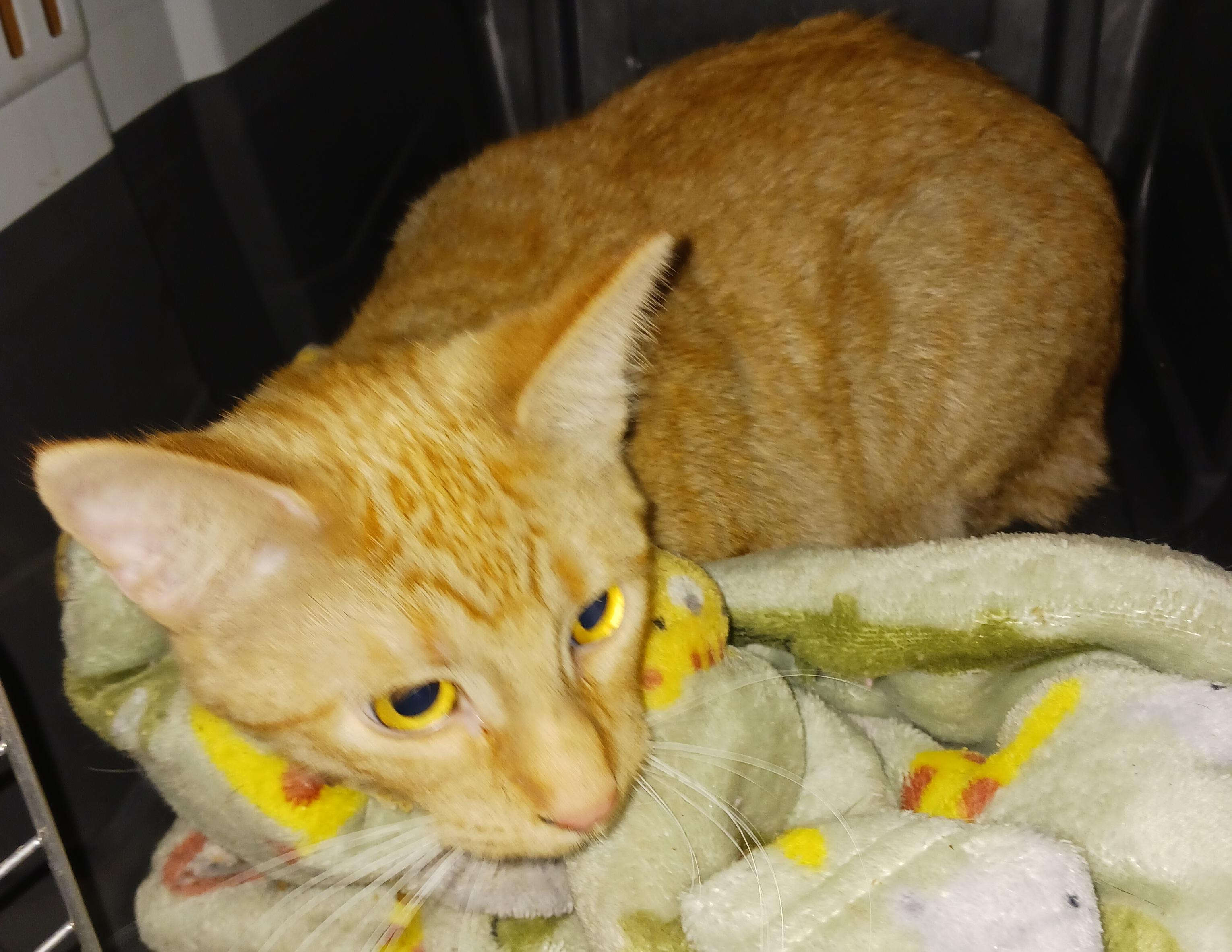 Enlarge Ollie, an adopted mixed breed in Dyer, IN image 1/1