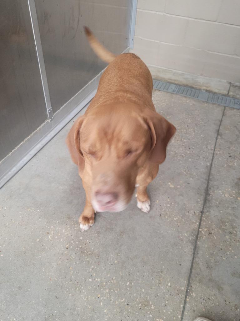 Hombre, Adoptable, Senior Male Labrador Retriever.