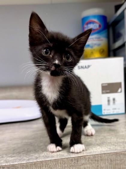 Maple @ PetSmart in Athens, GA, Adoptable, Kitten Female Domestic Short Hair.