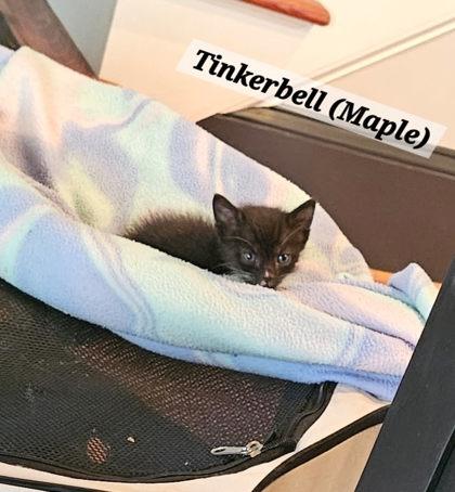 Enlarge Maple @ PetSmart in Athens, GA, a Adoptable Domestic Short Hair in Bishop, GA image 2/2