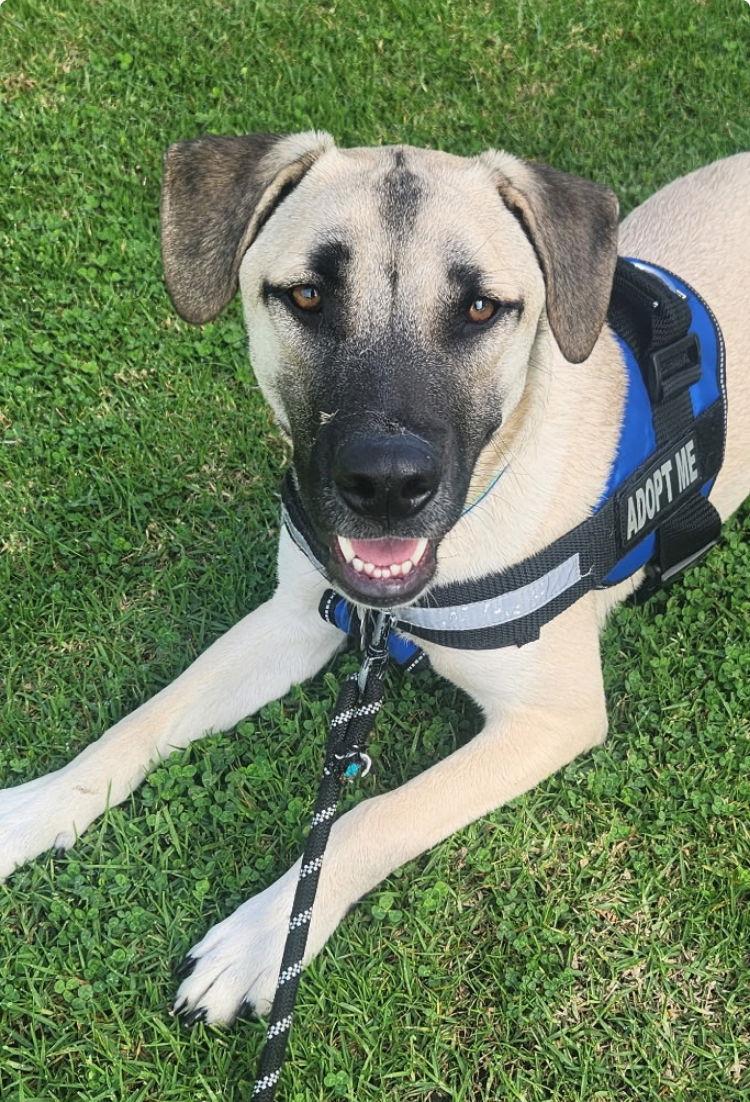 Goliath., a Adoptable mixed breed in San Diego, CA image 1/3