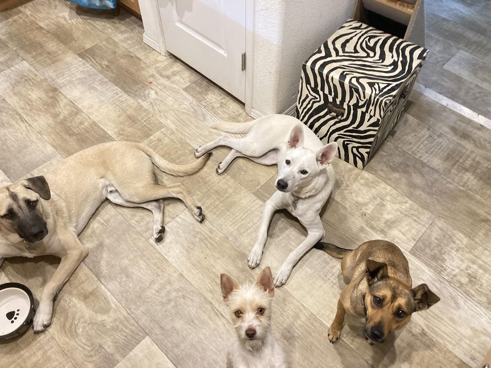 Goliath., a Adoptable mixed breed in San Diego, CA image 2/3