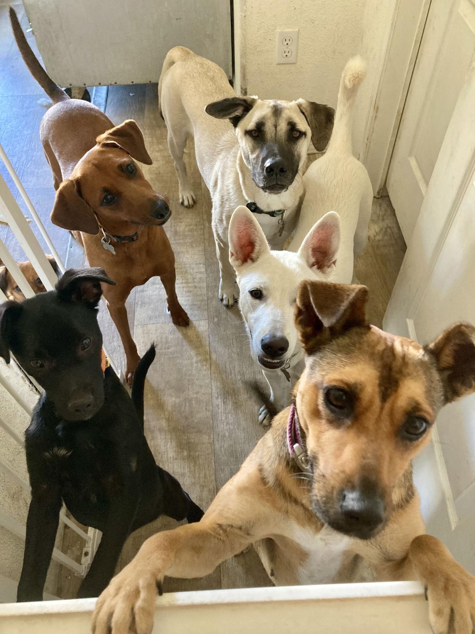 Goliath., a Adoptable mixed breed in San Diego, CA image 3/3