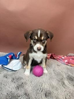 Astro, a Adoptable mixed breed in Phoenix, AZ image 1/5