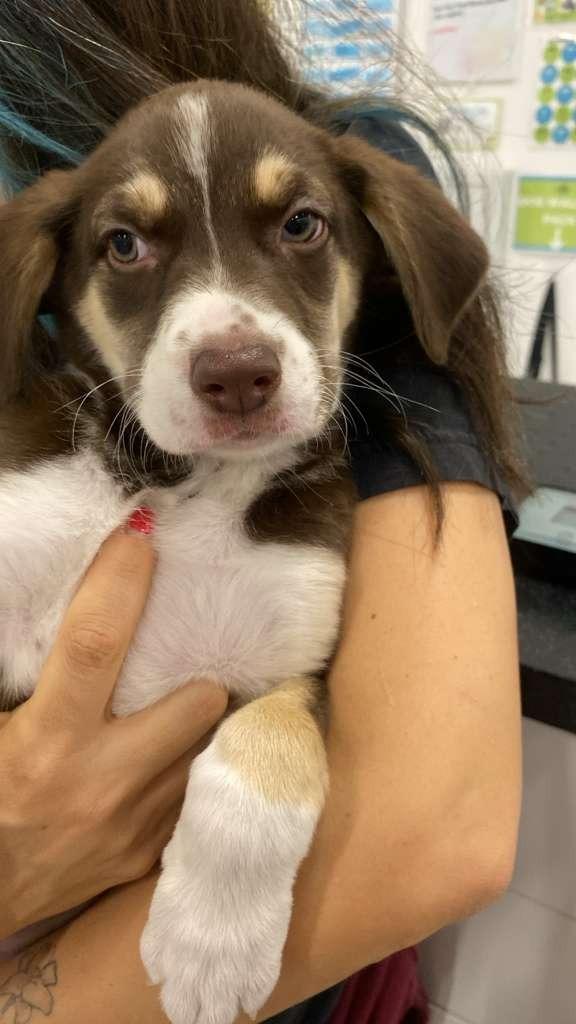 Astro, a Adoptable mixed breed in Phoenix, AZ image 3/5