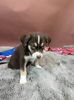 Astro, a Adoptable mixed breed in Phoenix, AZ image 4/5