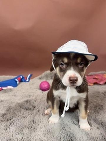 Astro, a Adoptable mixed breed in Phoenix, AZ image 5/5